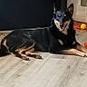 Shep joined the competition — help win amazing prizes! animal, black_dog, canine, companion, cord, dog, domestic, ears_up, floor, happy, house, indoor, laying_down, orange_toy, pet, relaxed, smiling, toy, wooden_floor, yellow_ball