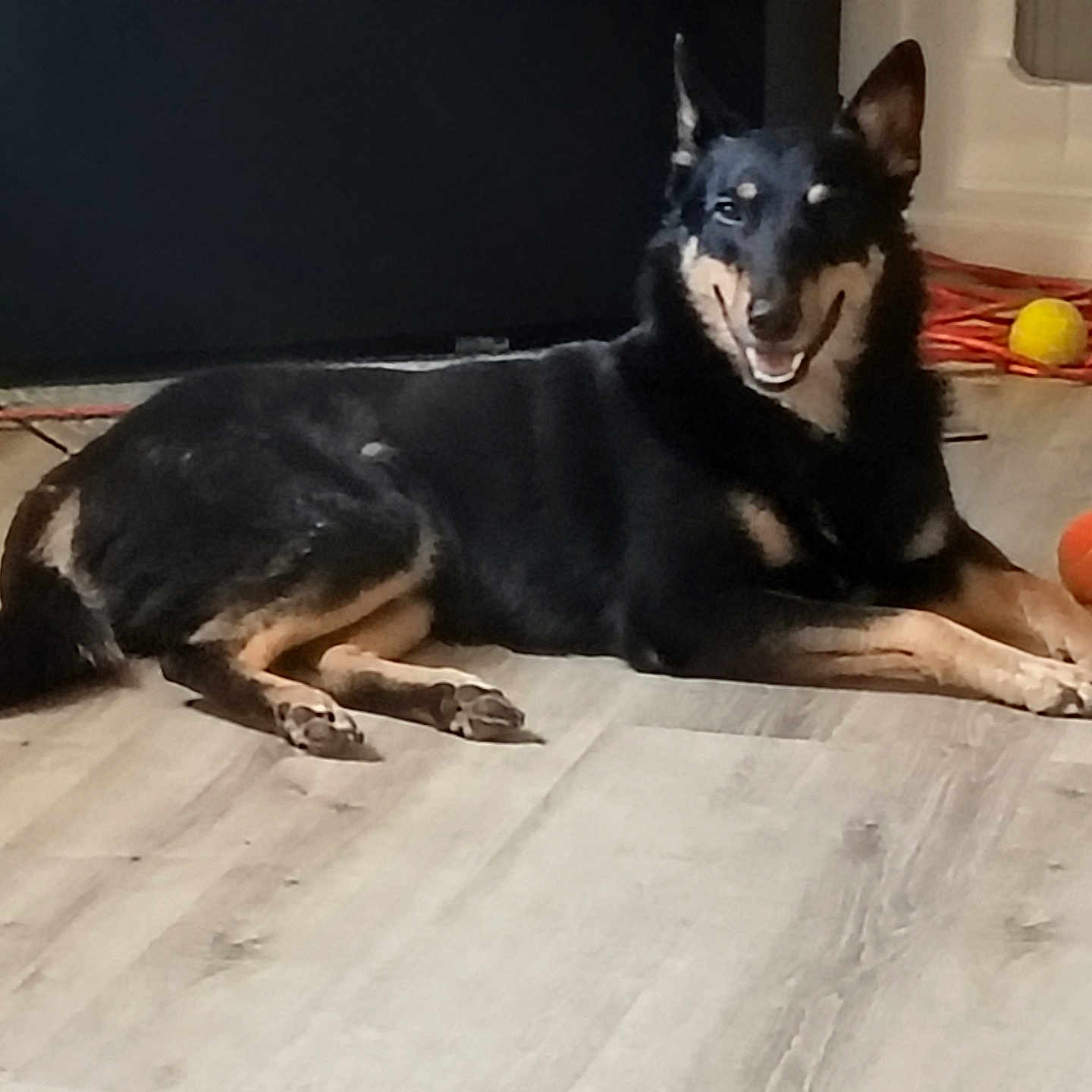 Shep