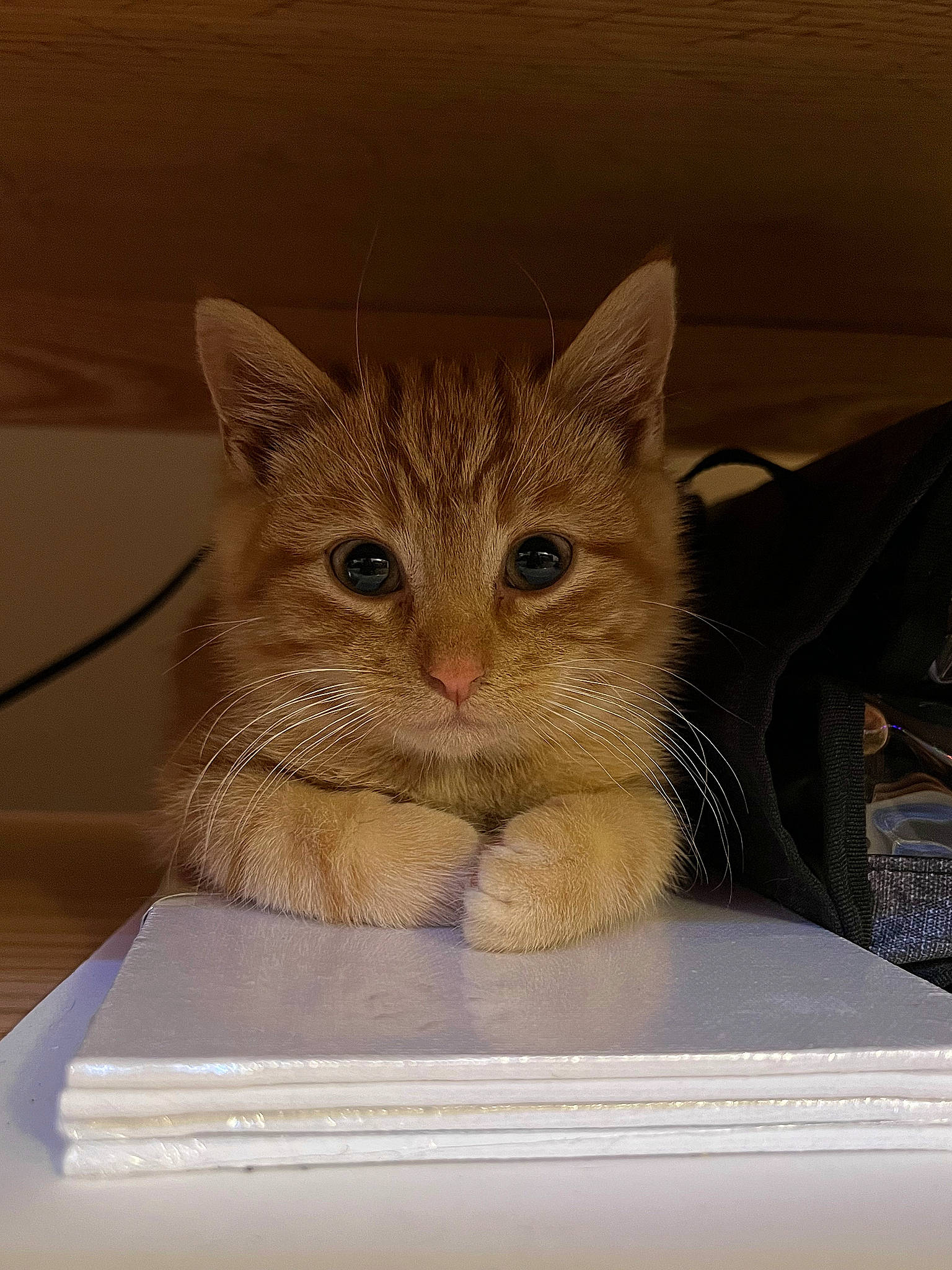 Linus joined the competition — help win amazing prizes! box, cardboard, carnivore, cat, claw, comfort, domestic_short_haired_cat, felidae, fur, packaging_and_labeling, paper, paper_product, paw, shipping_box, small_to_medium_sized_cats, snout, whiskers, wood