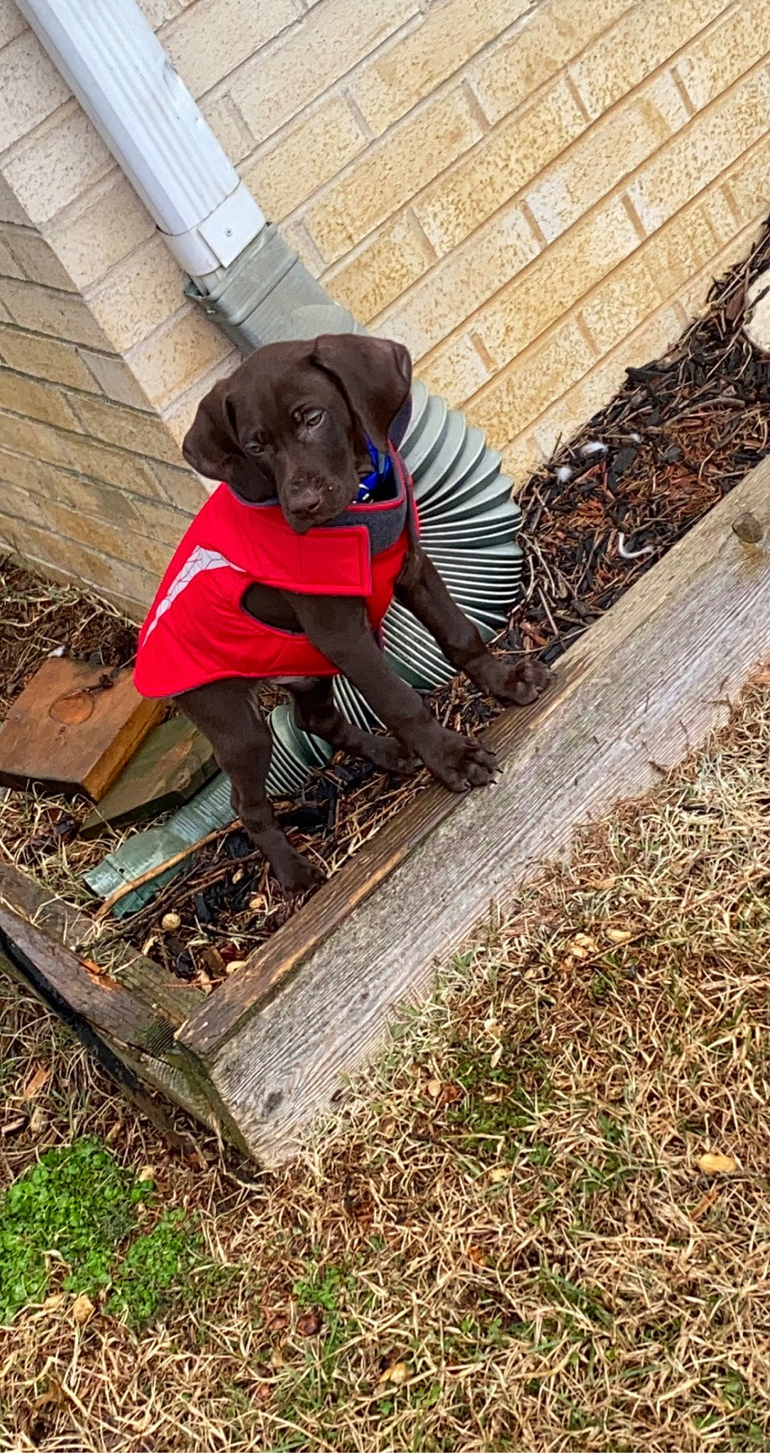 Jake is registered to the contest to win money with this photo: canidae, carnivore, collar, companion_dog, dog, dog_breed, dog_collar, dog_supply, fawn, grass, gun_dog, hat, liver, pet_supply, plant, snout, soil, sporting_group, tail, working_animal
