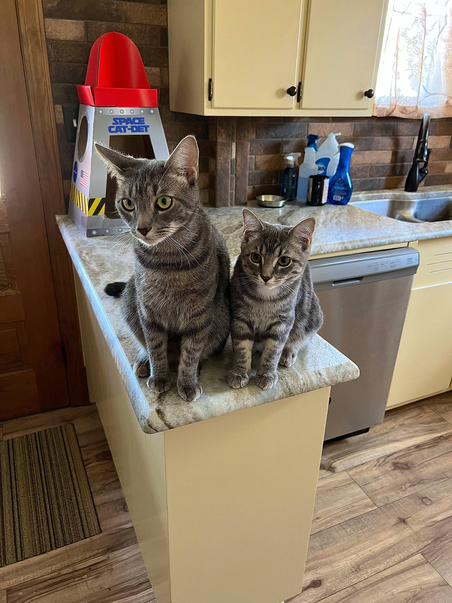 Charlie joined the competition — help win amazing prizes! cabinetry, cardboard, carnivore, cat, domestic_short_haired_cat, felidae, flooring, fur, grey, hardwood, home_appliance, major_appliance, pet_supply, refrigerator, room, shelf, small_to_medium_sized_cats, tail, whiskers, wood