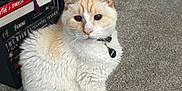Malakai joined the competition — help win amazing prizes! cat, indoor, carpet, bookshelf, books, collar, pet, feline, curious, sitting, fur, whiskers, tail, floor, home, domestic_animal, animal, mammal, quiet, still