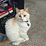 cat, indoor, carpet, bookshelf, books, collar, pet, feline, curious, sitting, fur, whiskers, tail, floor, home, domestic_animal, animal, mammal, quiet, still