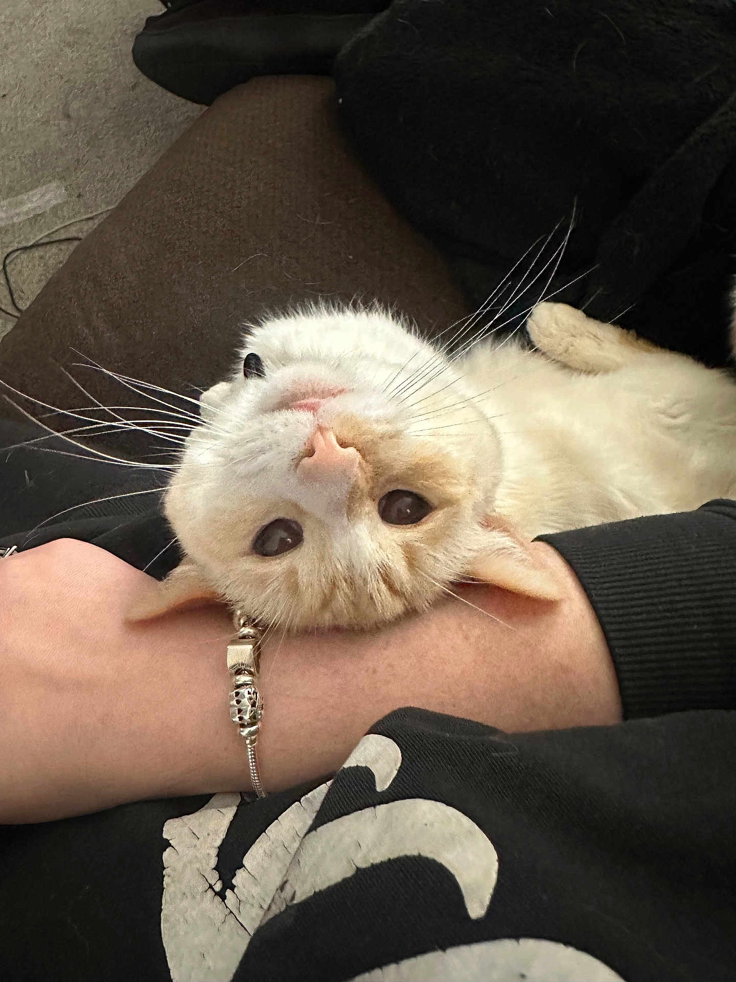 Malakai joined the competition — help win amazing prizes! cat, animal, pet, whiskers, fur, upside_down, curious, person, arm, bracelet, couch, indoor, cozy, close_up, relaxed, resting, domestic, cute, feline, comfort