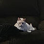 Malakai is registered to the contest to win money with this photo: cat, white_cat, pet, animal, feline, indoor, couch, furniture, relaxed, lounging, domestic_cat, resting, dark_background, cozy, home, cute, fur, mammal, whiskers, ears