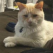 Malakai joined the competition — help win amazing prizes! cat, fluffy, cream_color, white_color, couch, indoor, pet, relaxed, furniture, animal, crossed_paws, collar, tag, domestic_cat, fur, closeup, resting, cozy, household_items, soft_light
