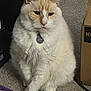 Malakai is registered to the contest to win money with this photo: cat, fluffy, pet, indoor, carpet, collar, name_tag, orange, cream, animal, feline, sitting, household, box, coaster, floor, cute, domestic, fur, whiskers
