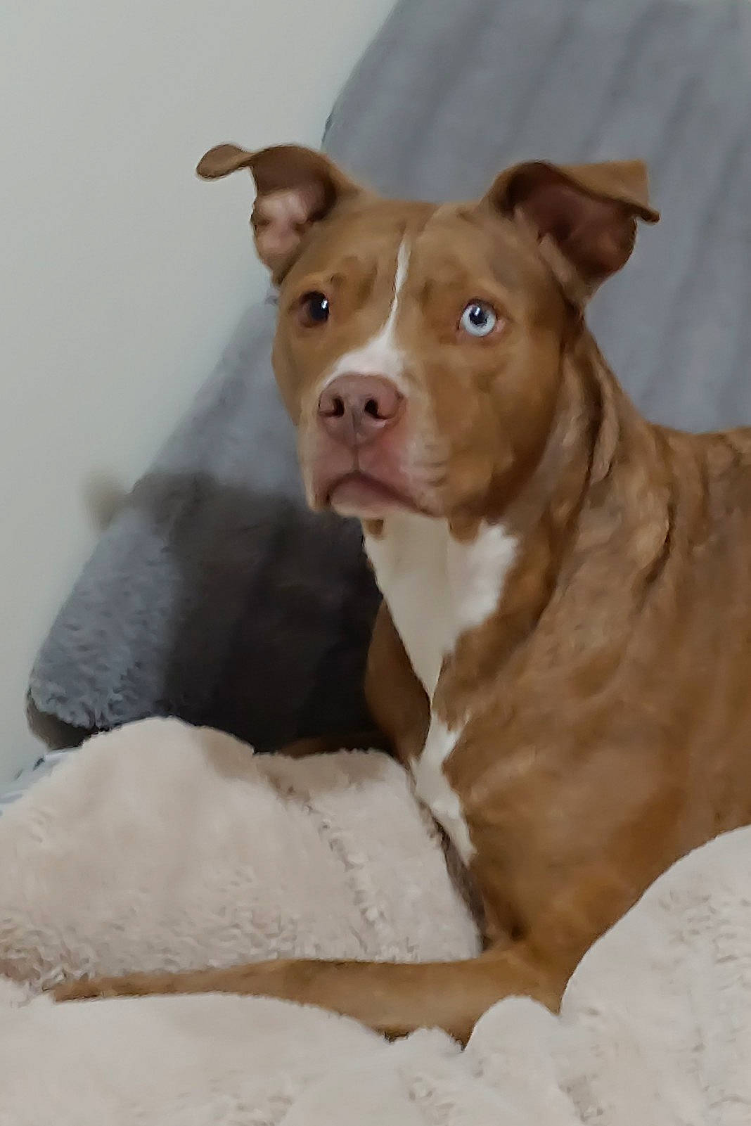 Bird is registered to the contest to win money with this photo: canidae, carnivore, comfort, companion_dog, dog, dog_breed, fawn, fur, liver, non_sporting_group, pet_supply, snout, sporting_group, tableware, terrestrial_animal, whiskers, working_animal