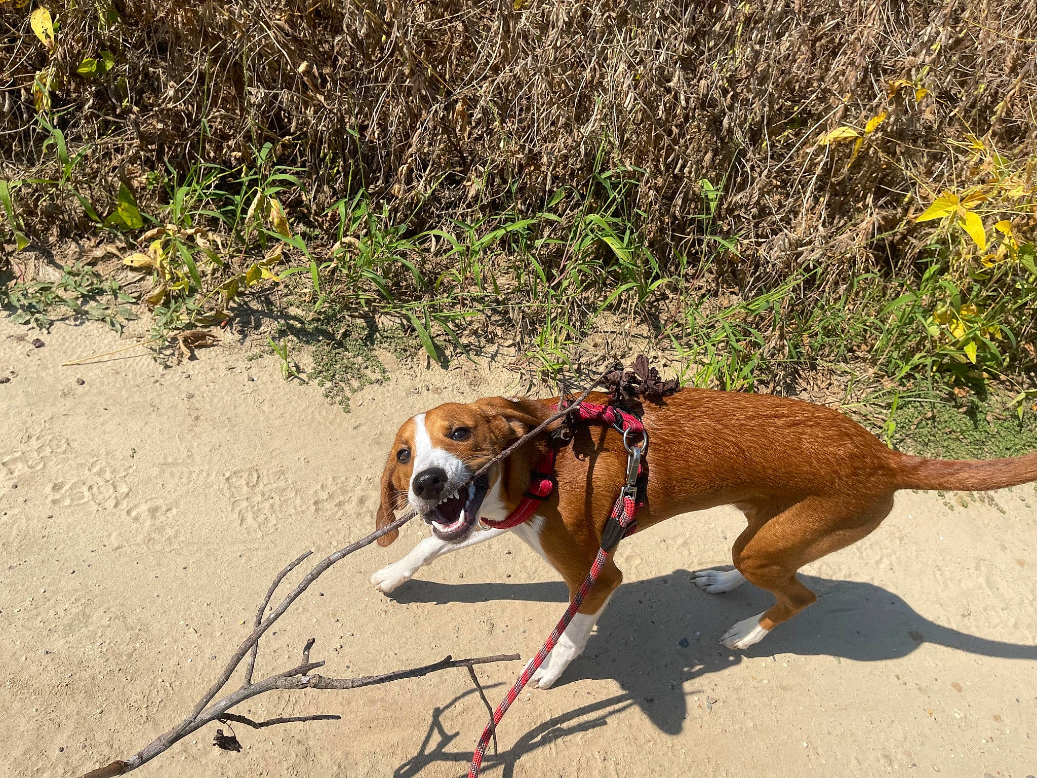 Cooper is registered to the contest to win money with this photo: beach, canidae, carnivore, collar, companion_dog, dog, dog_breed, dog_collar, dog_supply, fawn, landscape, leash, paw, pet_supply, plant, sand, snout, sporting_group, tail, working_animal
