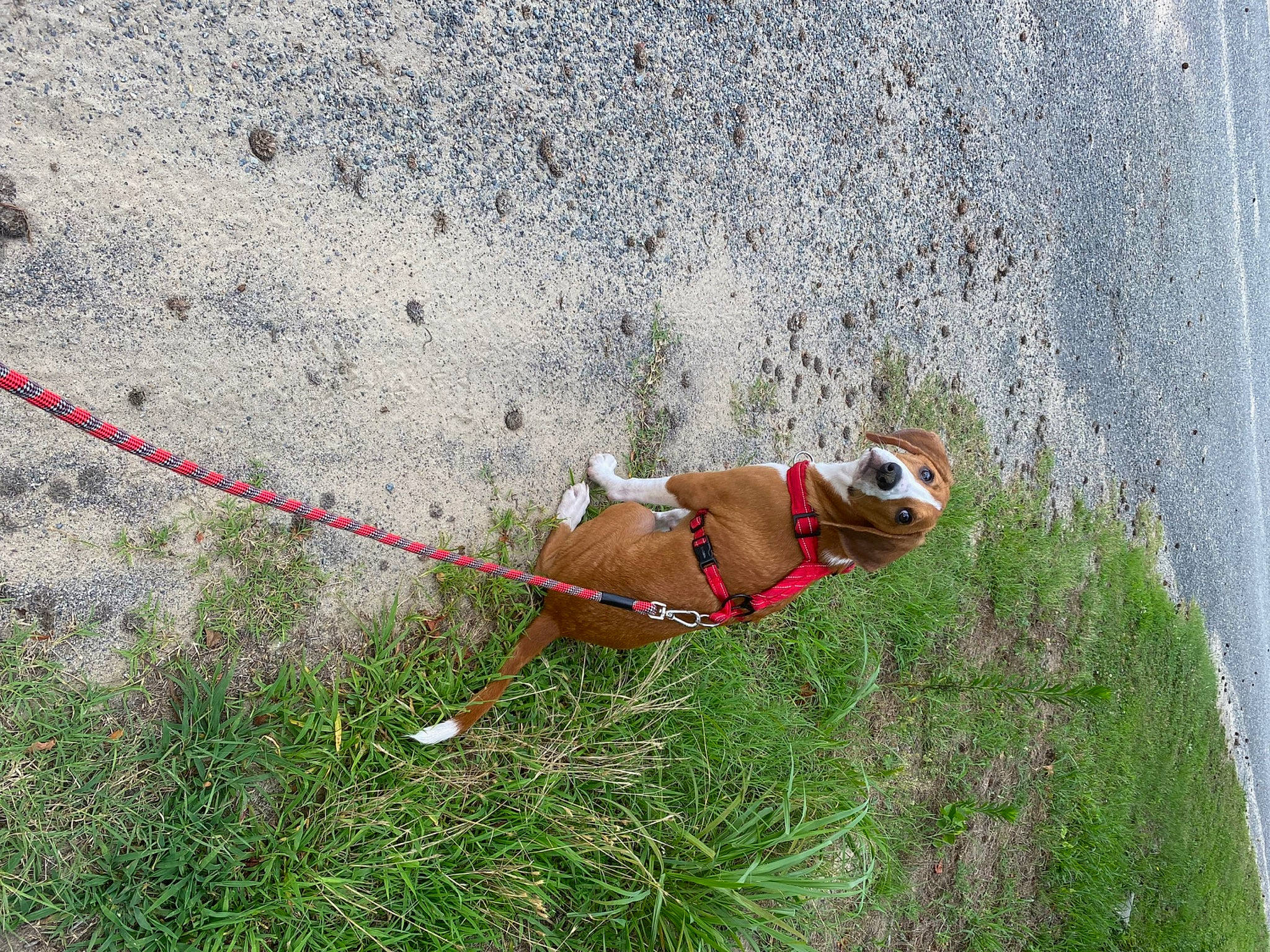 Cooper is registered to the contest to win money with this photo: canidae, carnivore, collar, concrete, dog, dog_breed, dog_supply, fashion_accessory, fawn, grass, leash, pet_supply, plant, recreation, rope_rhythmic_gymnastics, snout, sporting_group, tail, toy, working_animal