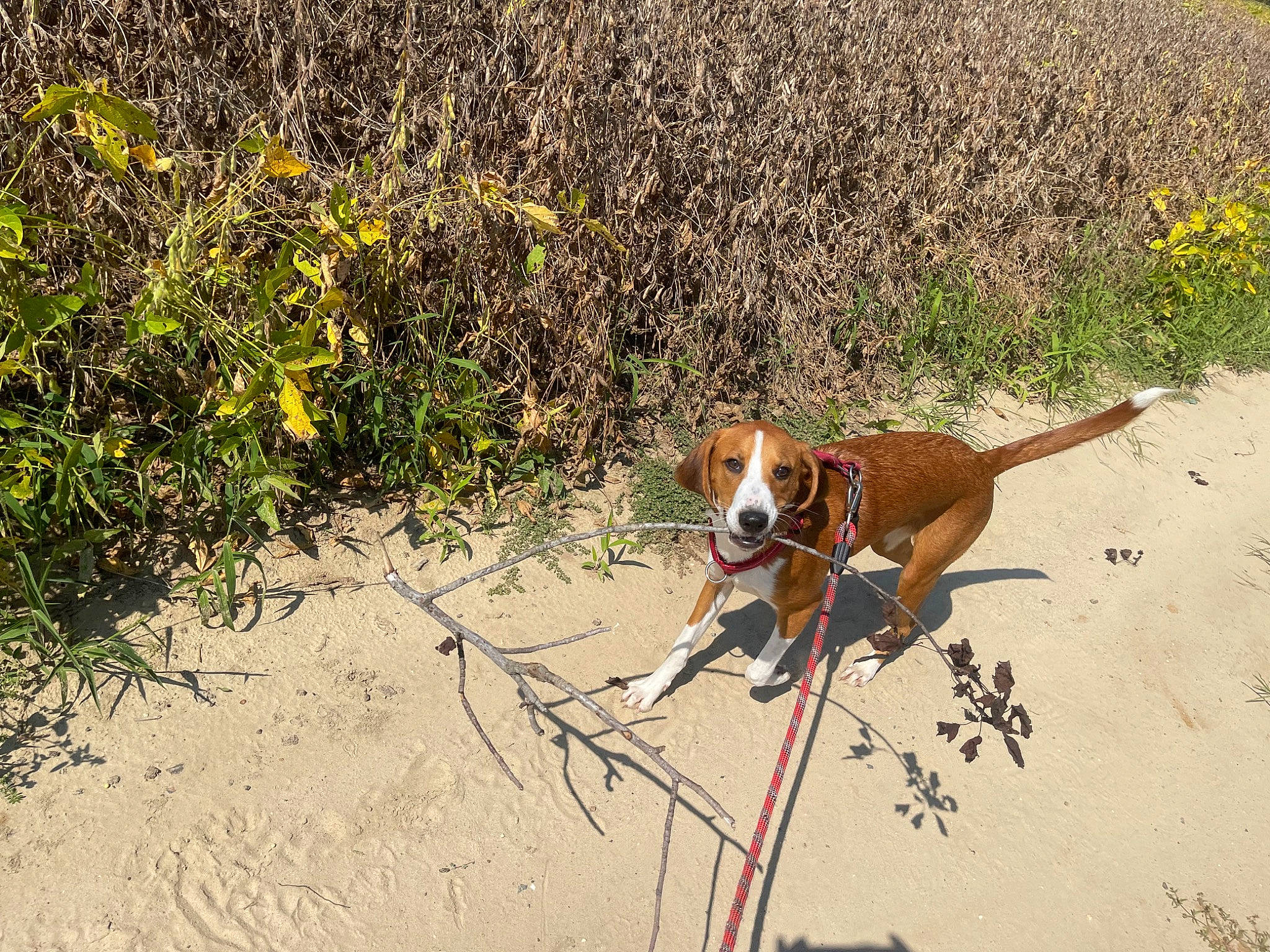 Cooper joined the competition — help win amazing prizes! ball, canidae, carnivore, collar, companion_dog, dog, dog_breed, dog_collar, dog_supply, fawn, flower, grass, hound, landscape, leash, pet_supply, plant, sporting_group, tail, working_animal