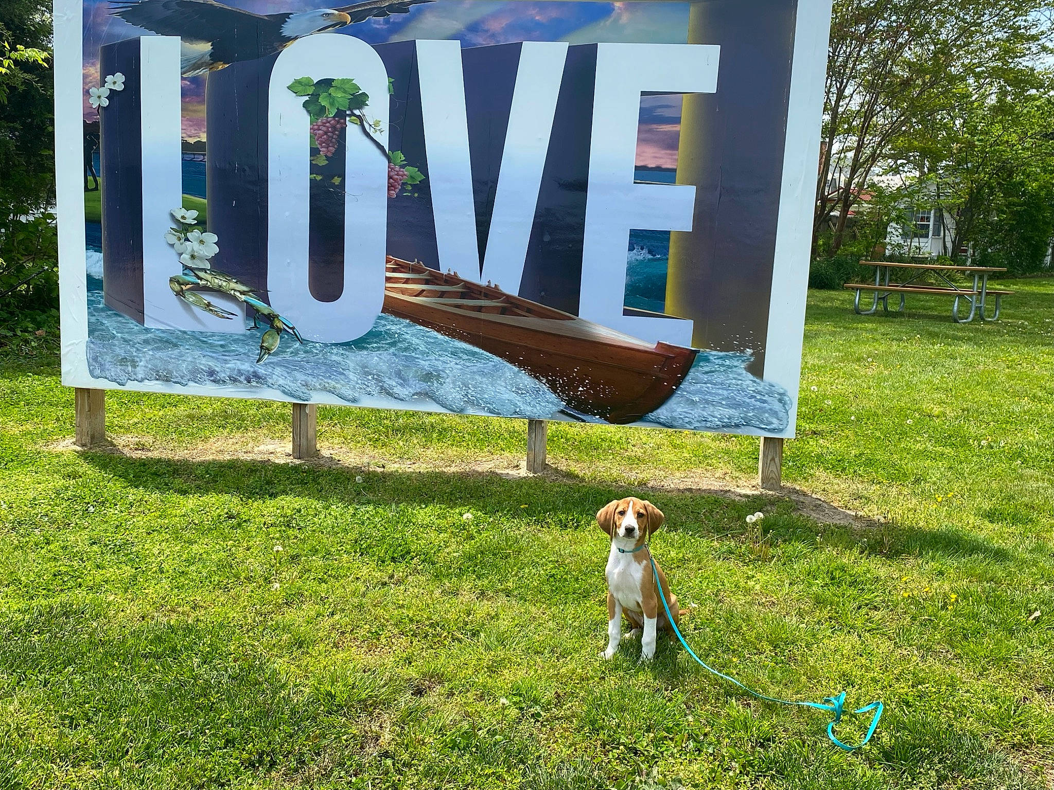 Cooper is registered to the contest to win money with this photo: carnivore, companion_dog, dog, dog_breed, fawn, font, garden, grass, grassland, landscape, lawn, leisure, plant, rectangle, shade, signage, sporting_group, tail, tree, wood