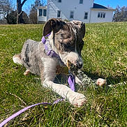 Kahlua joined the competition — help win amazing prizes! animal, blue_sky, canine, chewing, collar, daytime, dog, grass, greenery, house, leash, nature, outdoor, pets, playing, puppy, stick, sunny, tree, young_dog