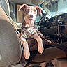 Kahlua is registered to the contest to win money with this photo: animal, brown, car_interior, dashboard, dog, ears, harness, indoor, leash, looking, paws, pet, resting, seat, seatbelt, steering_wheel, sunlight, vehicle, white, window