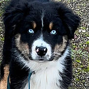 Aspen participe au concours pour gagner de l'argent avec cette photo : puppy, dog, blue_eyes, fluffy, black_fur, white_fur, brown_fur, grass, gravel, outdoor, pet, animal, cute, young_dog, leash, nature, curious, standing, portrait, closeup