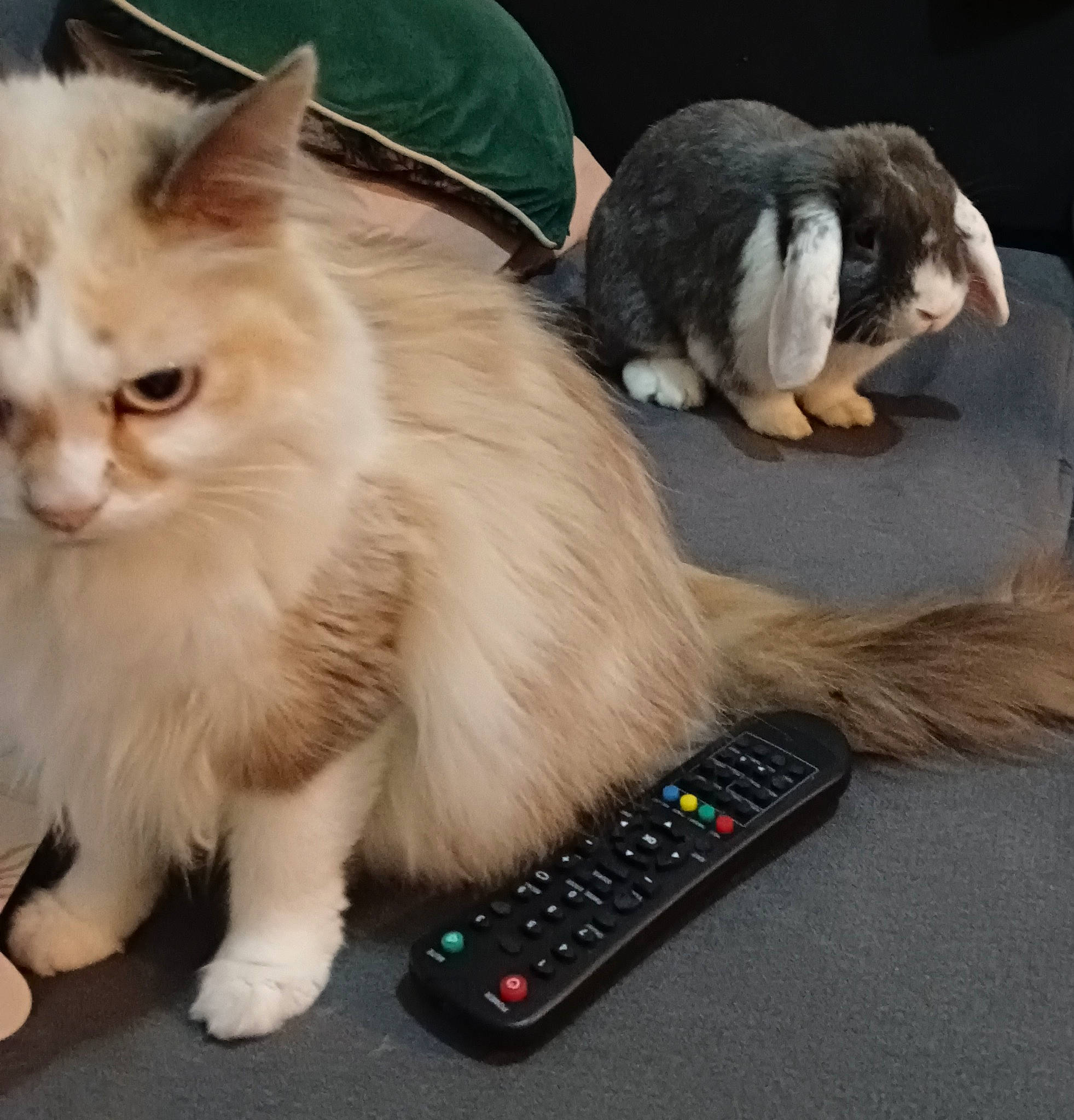 Lapinu a rejoint le concours — aidez-le/la à gagner de superbes lots ! british_longhair, carnivore, cat, claw, comfort, companion_dog, fawn, felidae, foot, fur, lap, office_supplies, paw, photo_caption, remote_control, sitting, small_to_medium_sized_cats, snout, tail, whiskers