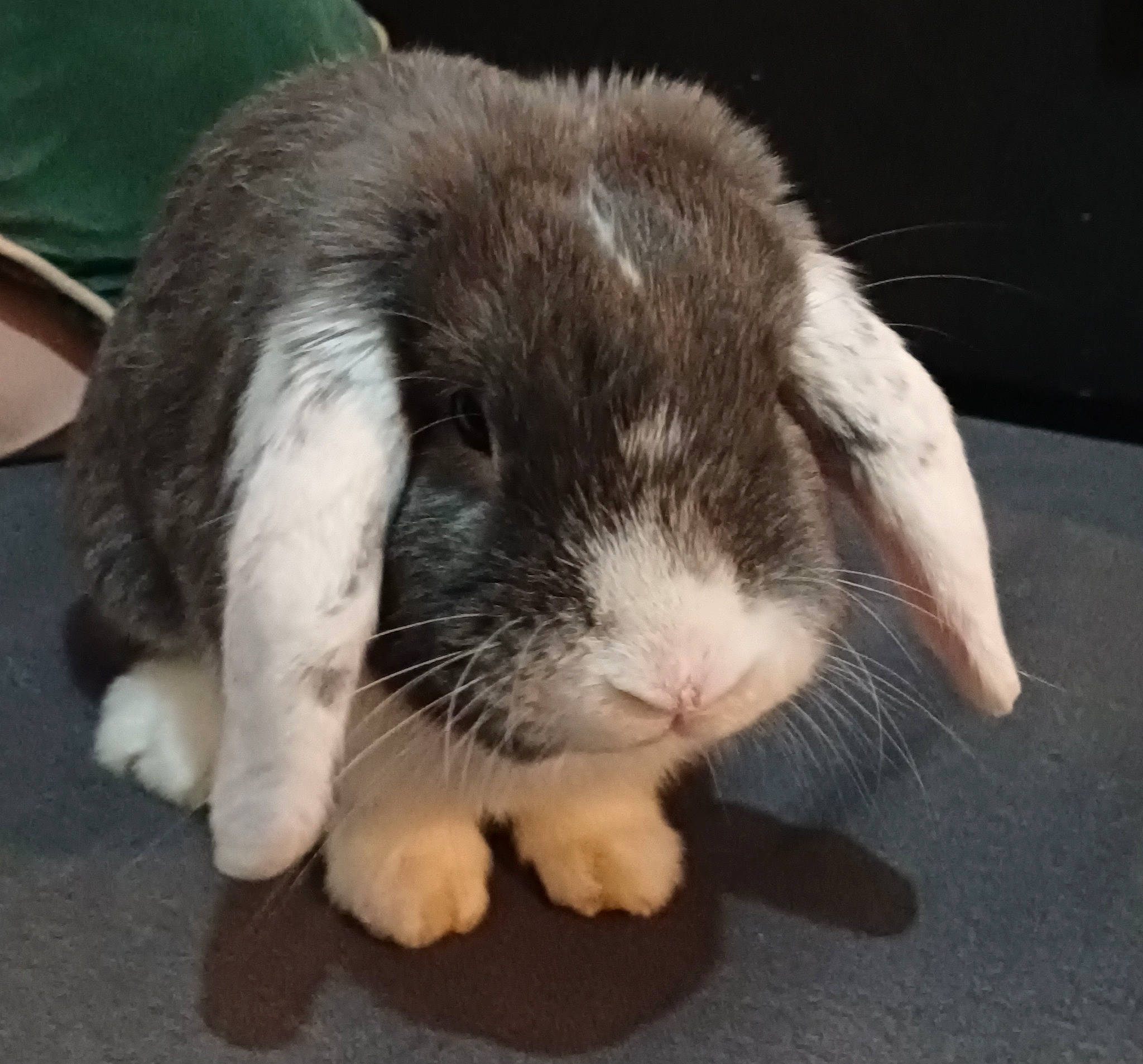 Lapinu participe au concours pour gagner de l'argent avec cette photo : comfort, companion_dog, domestic_rabbit, ear, foot, fur, guinea_pig, paw, rabbit, rabbits_and_hares, rodent, tail, terrestrial_animal, whiskers