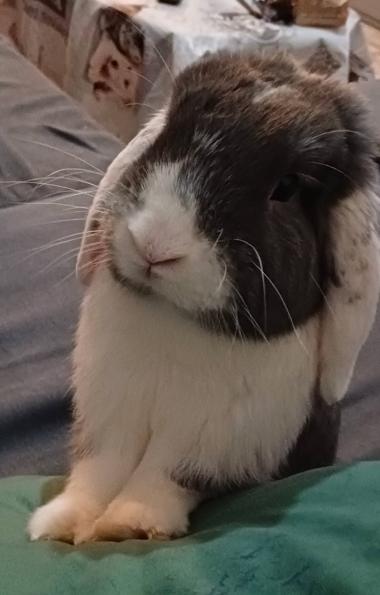 Lapinu participe au concours pour gagner de l'argent avec cette photo : claw, comfort, domestic_rabbit, ear, event, fawn, felidae, foot, fur, guinea_pig, human_body, paw, plant, rabbit, rabbits_and_hares, small_to_medium_sized_cats, snout, tail, terrestrial_animal, whiskers