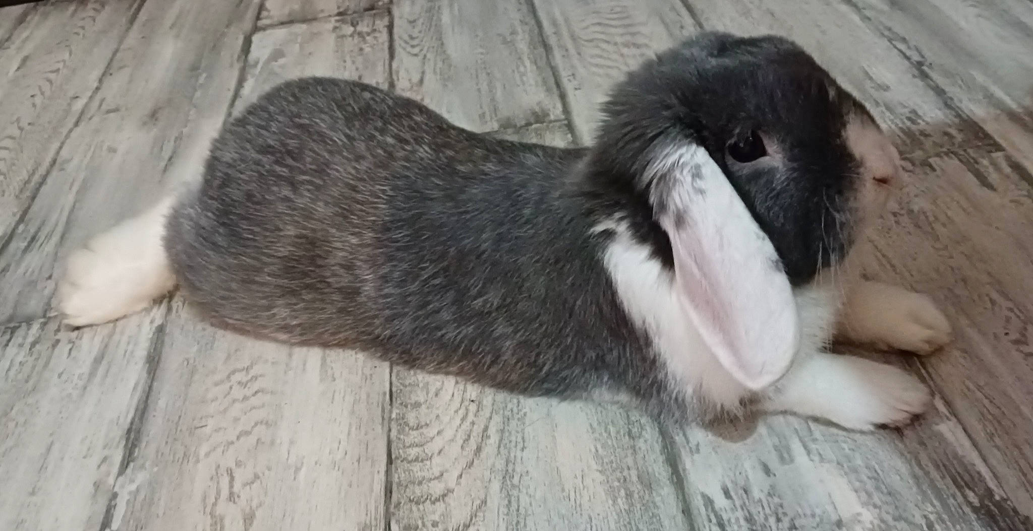 Lapinu participe au concours pour gagner de l'argent avec cette photo : beak, bird, claw, comfort, dog_breed, flightless_bird, fur, grey, penguin, tail, terrestrial_animal