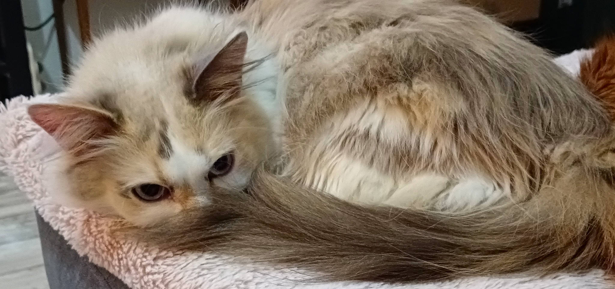 Nala participe au concours pour gagner de l'argent avec cette photo : art, british_longhair, carnivore, cat, claw, comfort, fawn, felidae, fur, paw, ragdoll, small_to_medium_sized_cats, snout, tail, terrestrial_animal, whiskers