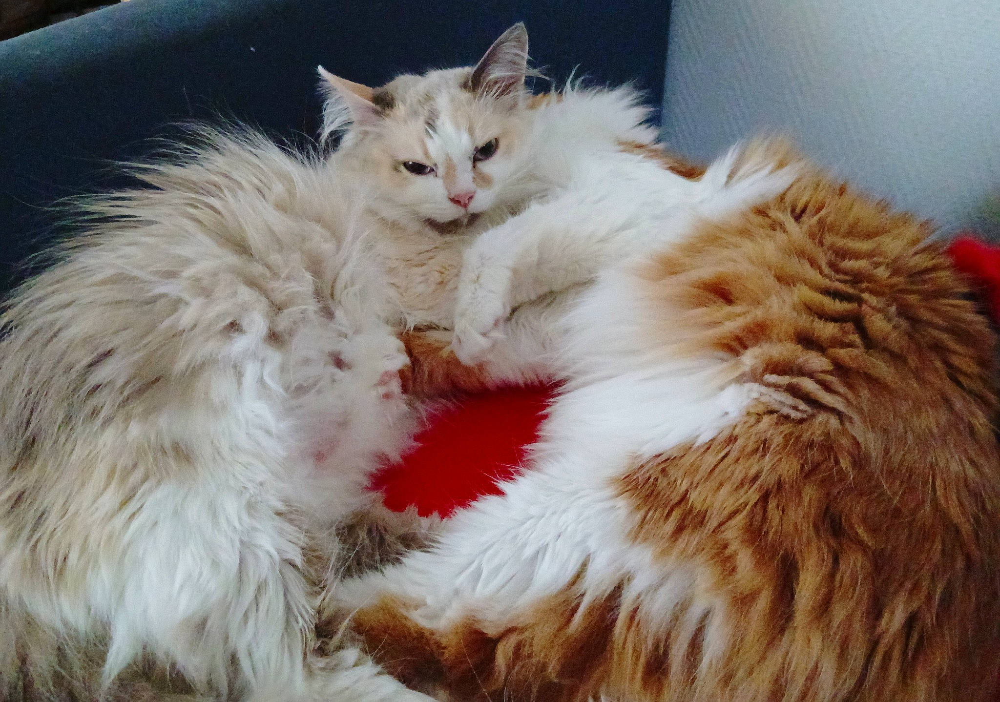 Nala a rejoint le concours — aidez-le/la à gagner de superbes lots ! carnivore, cat, claw, comfort, fawn, felidae, fur, iris, laperm, nap, paw, ragdoll, selkirk_rex, small_to_medium_sized_cats, snout, tail, terrestrial_animal, whiskers