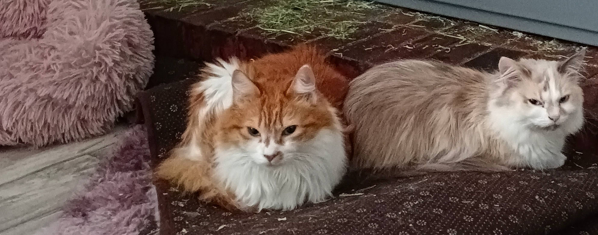 Namy a rejoint le concours — aidez-le/la à gagner de superbes lots ! carnivore, cat, companion_dog, fawn, felidae, fur, grass, small_to_medium_sized_cats, snout, tail, terrestrial_animal, vertebrate, whiskers, wildlife, wood