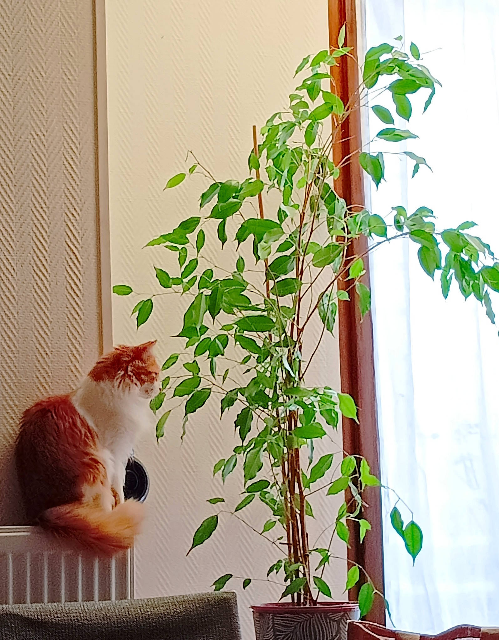 Namy a rejoint le concours — aidez-le/la à gagner de superbes lots ! carnivore, cat, comfort, felidae, flower, flowering_plant, flowerpot, green, herb, houseplant, leaf, line, plant, rectangle, small_to_medium_sized_cats, tail, twig, whiskers, window, wood