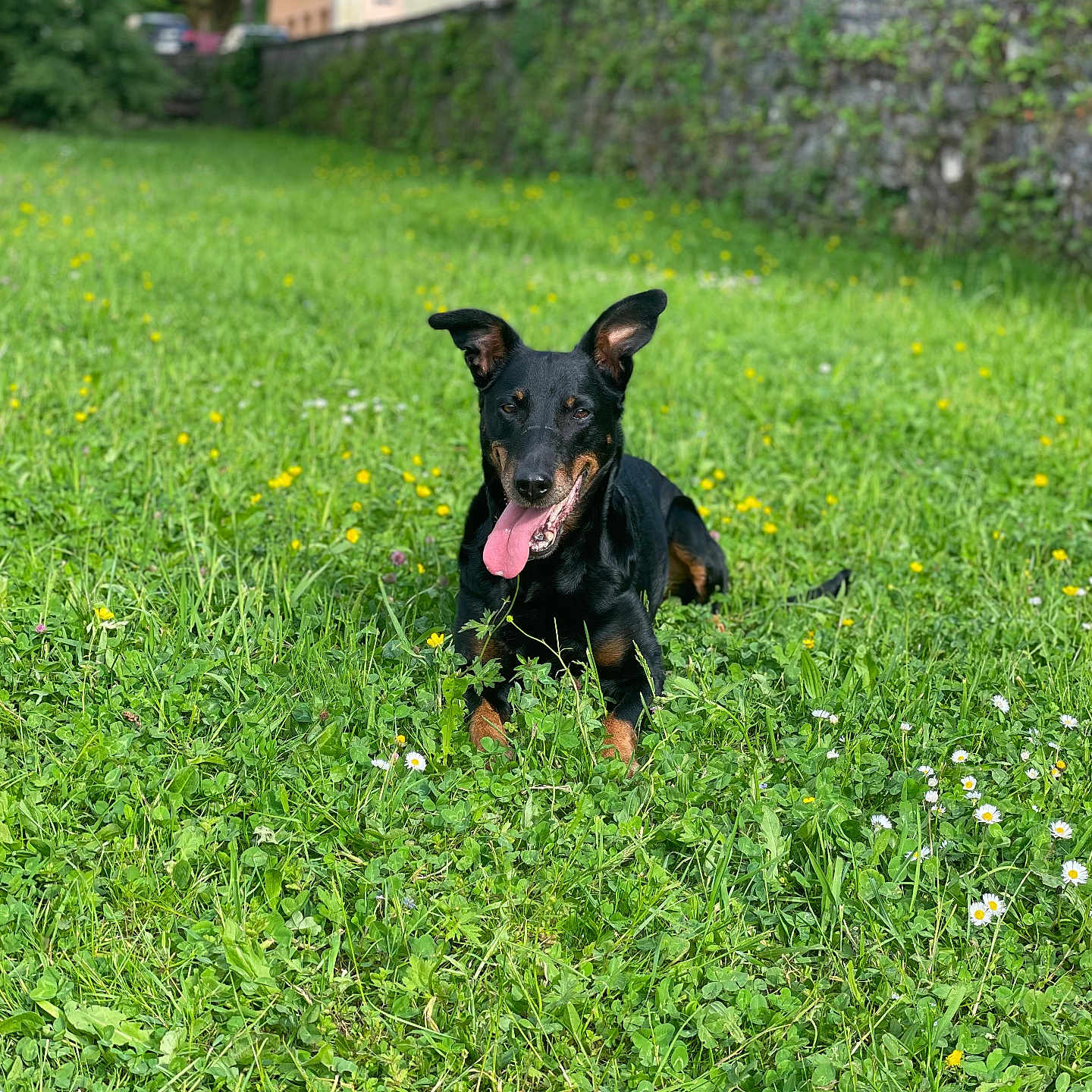 Jaïa Bontront a rejoint le concours — aidez-le/la à gagner de superbes lots ! animal, architecture, building, canine, countryside, dog, field, grass, grassland, green, herbal, herbs, meadow, nature, outdoors, pet, plant, puppy, shelter, vegetation