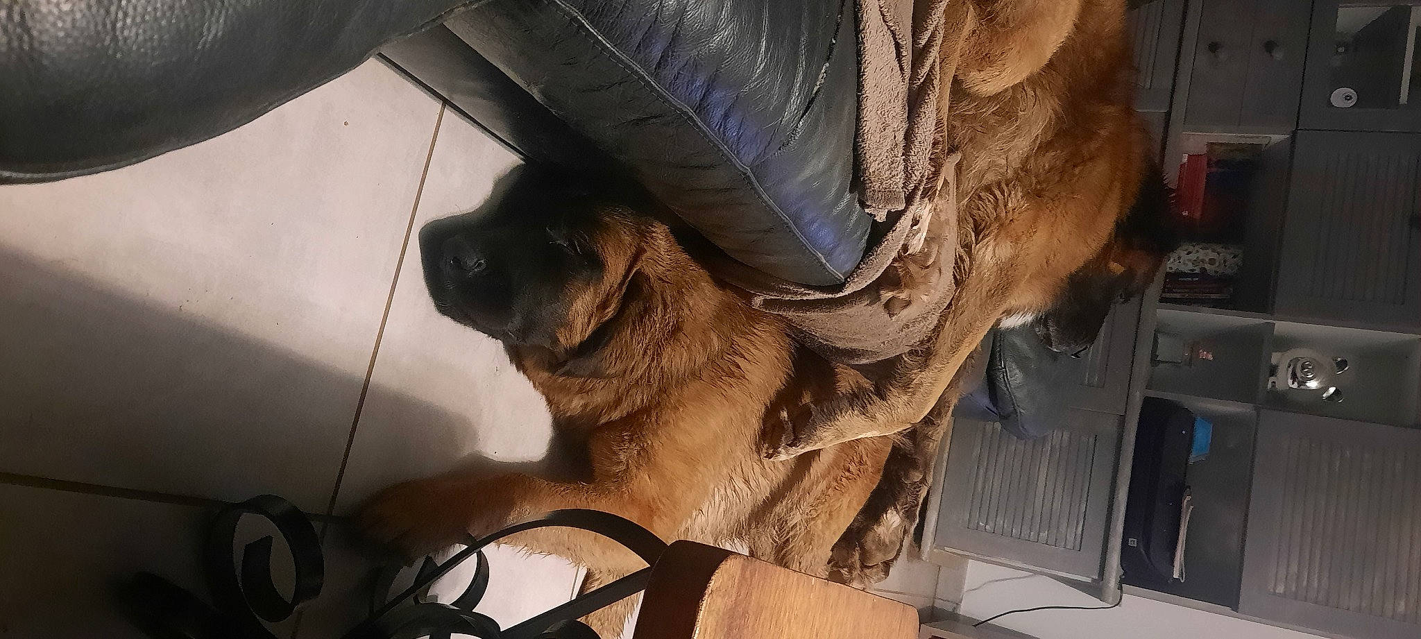 Toundra a rejoint le concours — aidez-le/la à gagner de superbes lots ! auto_part, canidae, carnivore, comfort, companion_dog, dog, dog_breed, fawn, felidae, foot, fur, human_leg, metal, paw, small_to_medium_sized_cats, snout, sporting_group, vehicle_door, whiskers, working_animal