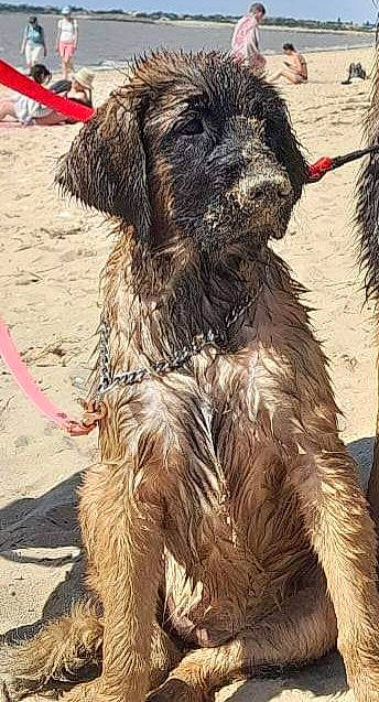 Toundra participe au concours pour gagner de l'argent avec cette photo : canidae, carnivore, companion_dog, dog, dog_breed, dog_collar, dog_supply, fur, leash, schnauzer, small_terrier, soil, sporting_group, tail, terrier, toy_dog, water_dog, working_animal, working_dog, working_terrier