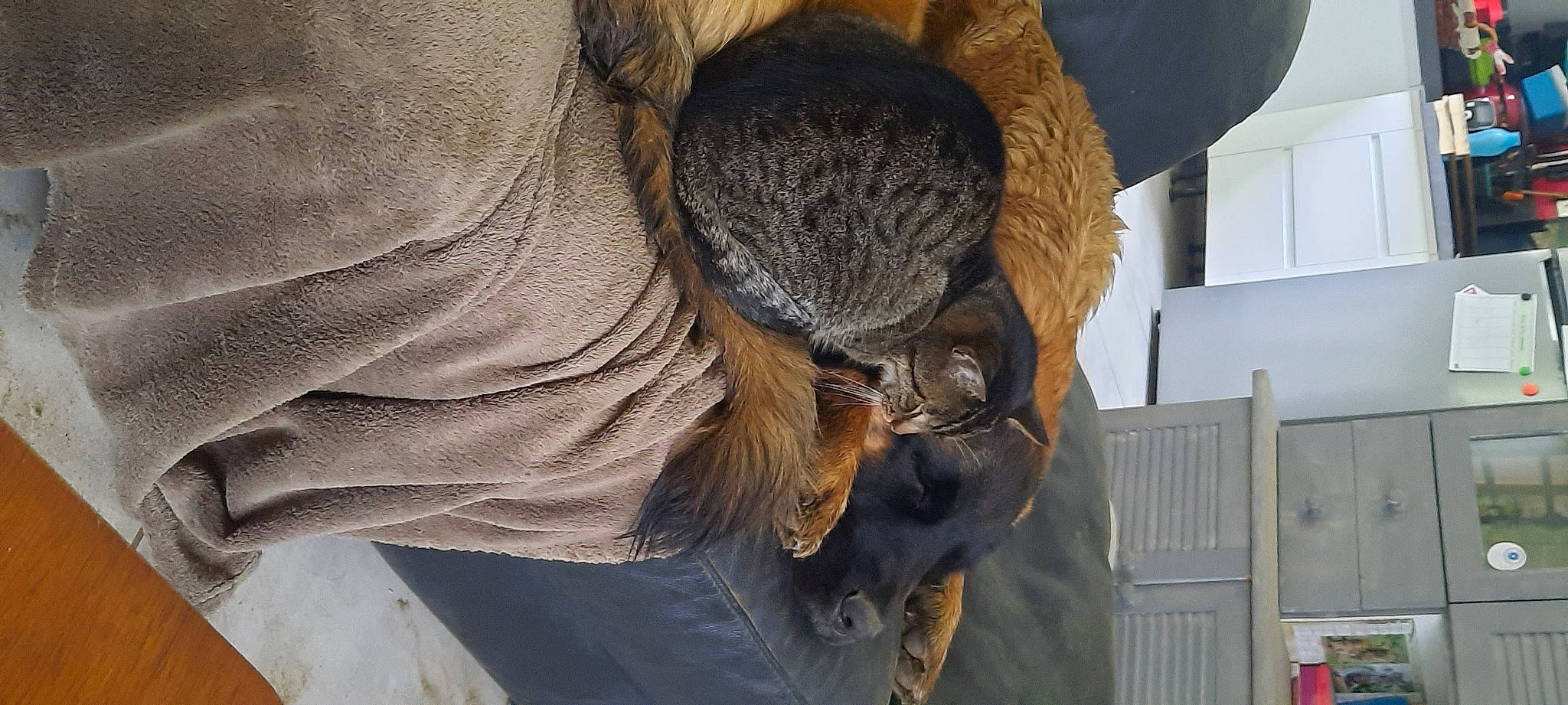 Toundra participe au concours pour gagner de l'argent avec cette photo : cap, comfort, denim, fawn, felidae, fur, fur_clothing, grey, hat, livestock, natural_material, snout, sporting_group, terrestrial_animal, thread, trunk, whiskers, wool, woolen, working_animal