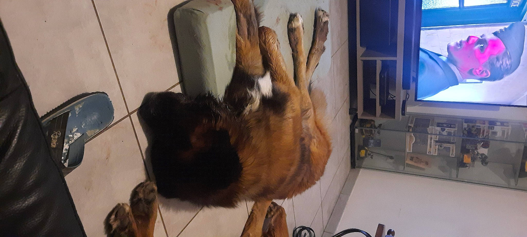 Paddle participe au concours pour gagner de l'argent avec cette photo : canidae, carnivore, cat, claw, companion_dog, dog_breed, fawn, felidae, flooring, fur, paw, pet_supply, room, small_to_medium_sized_cats, snout, sporting_group, tail, whiskers, window