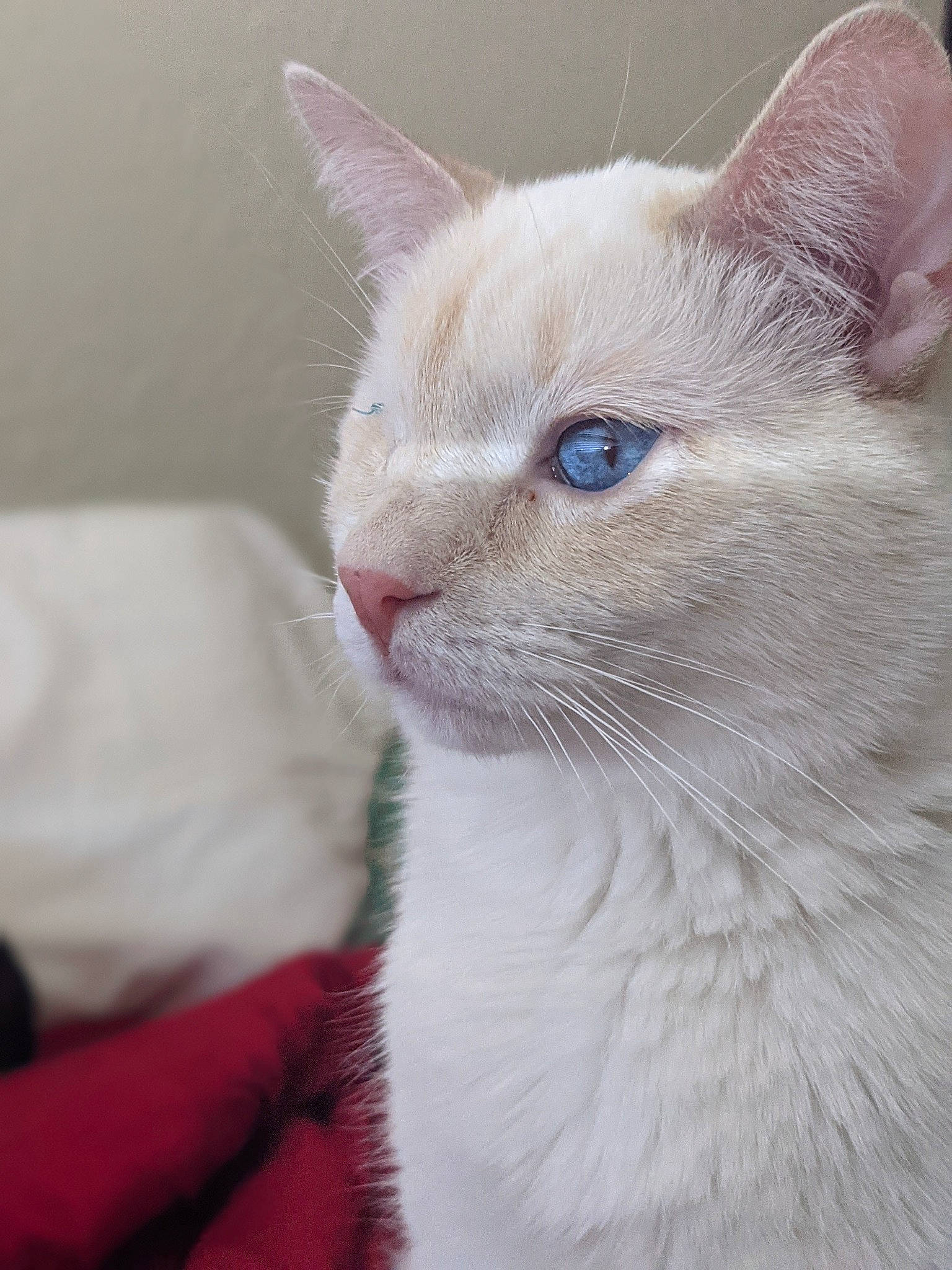 Isaac joined the competition — help win amazing prizes! carnivore, cat, comfort, domestic_short_haired_cat, eye, eyelash, felidae, fur, head, iris, small_to_medium_sized_cats, snout, whiskers