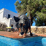 Soko a rejoint le concours — aidez-le/la à gagner de superbes lots ! dog, wet_dog, blue_eyes, pool, water_droplets, outdoor, sunny, building, white_building, tree, greenery, stone_wall, tile, edge, summer, pet, animal, looking, playful, daylight