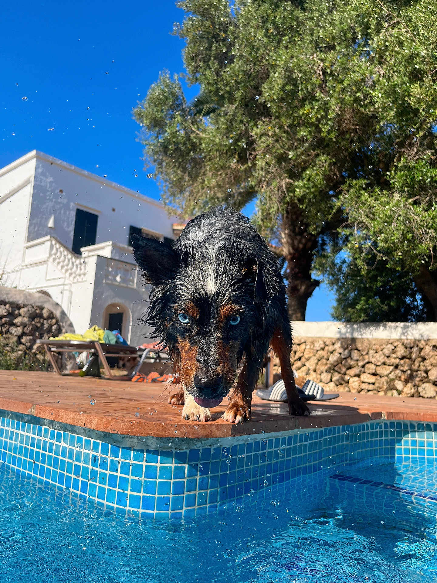 Soko a rejoint le concours — aidez-le/la à gagner de superbes lots ! dog, wet_dog, blue_eyes, pool, water_droplets, outdoor, sunny, building, white_building, tree, greenery, stone_wall, tile, edge, summer, pet, animal, looking, playful, daylight
