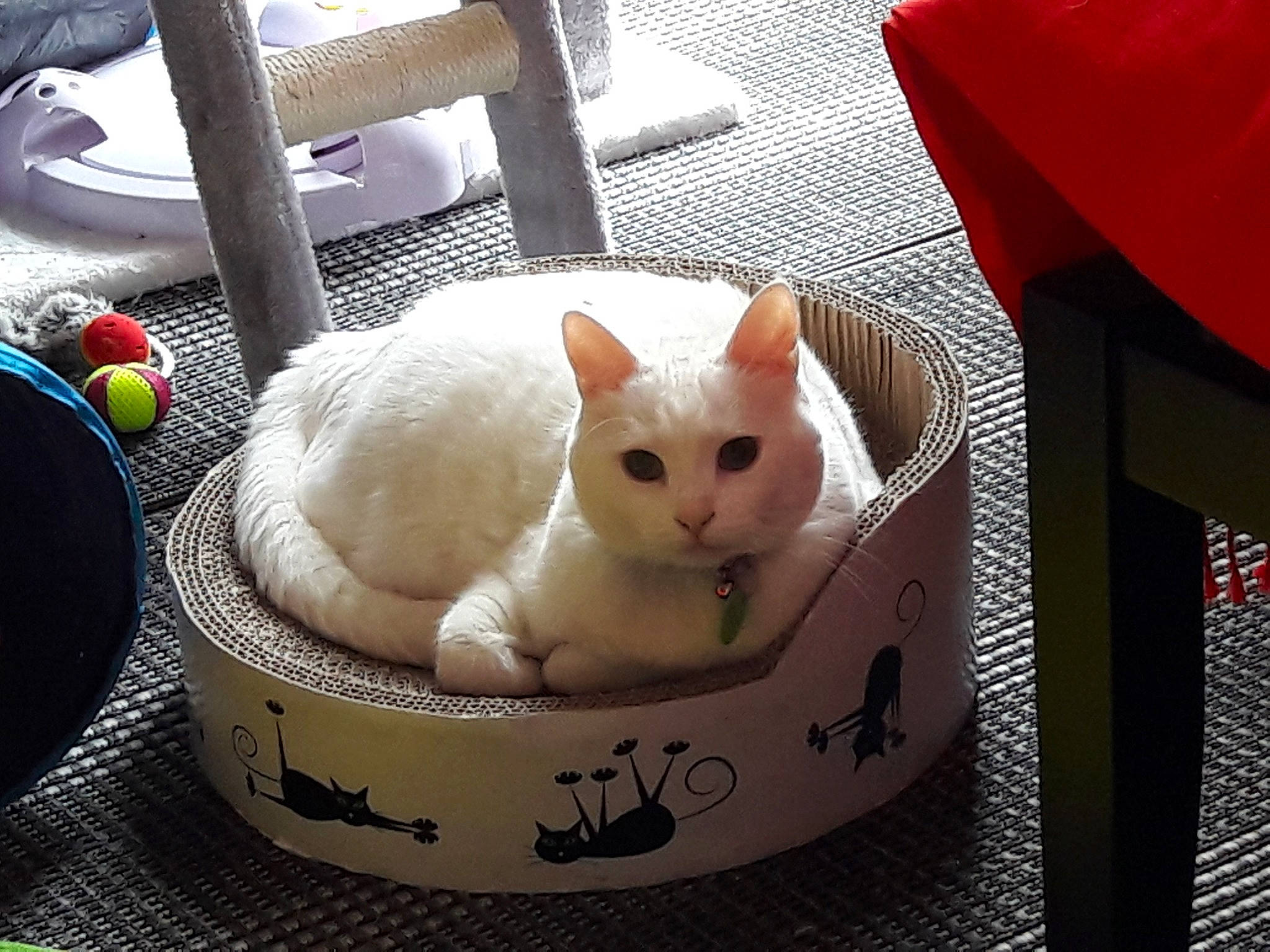 Eryn a rejoint le concours — aidez-le/la à gagner de superbes lots ! asian, carnivore, cat, colorpoint_shorthair, cornish_rex, devon_rex, felidae, khao_manee, person, small_to_medium_sized_cats, turkish_angora, turkish_van, whiskers