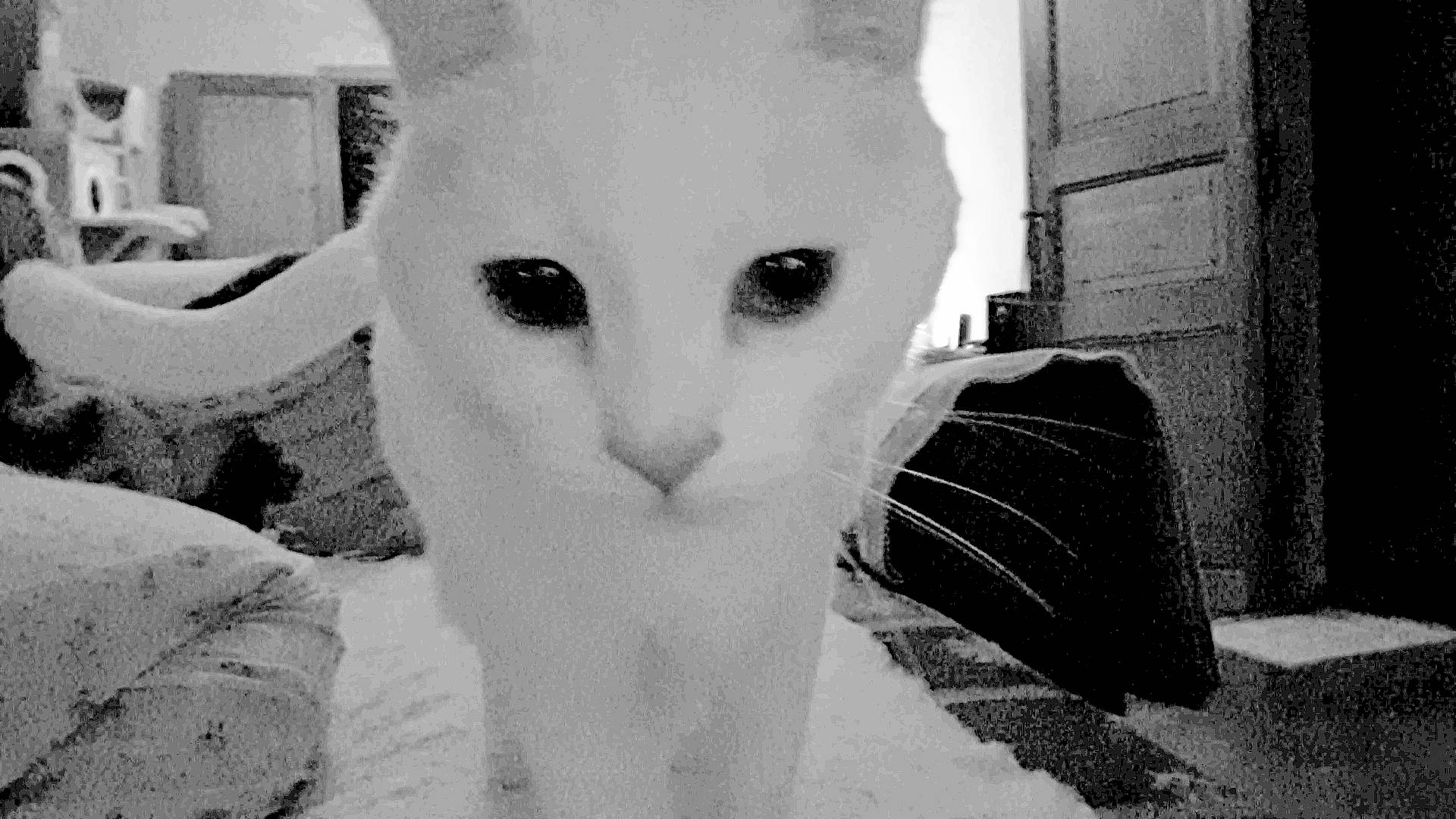 Eryn participe au concours pour gagner de l'argent avec cette photo : aegean_cat, black_and_white, carnivore, cat, domestic_short_haired_cat, eye, face, felidae, head, khao_manee, monochrome, monochrome_photography, nose, person, photography, small_to_medium_sized_cats, snapshot, snout, turkish_angora, whiskers