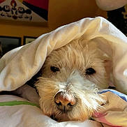 Moonlight a rejoint le concours — aidez-le/la à gagner de superbes lots ! bedding, bedroom, blanket, close_up, comfort, cozy, dog, eyes, head, indoor, muzzle, nose, pet, pillow, portrait, relaxed, sleeping, sunlight, whiskers, white_fur