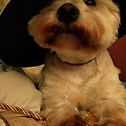 Matcha a rejoint le concours — aidez-le/la à gagner de superbes lots ! bed, black_hat, blanket, close_up, collar, cozy, cuddly, cute, dog, fur, hat, indoor, nose, paws, pet, portrait, small_dog, whiskers, white_fur, wood_paneling