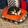 Emre joined the competition — help win amazing prizes! cat, tabby, pet_bed, orange, sleeping, curled_up, laundry_basket, carpet, indoor, cozy, fur, resting, collar, striped, domestic_cat, quiet, soft, comfortable, relaxed, household