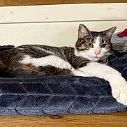 Emre joined the competition — help win amazing prizes! cat, tabby_cat, white_paw, blanket, wooden_surface, clothing, indoor, relaxing, pet, feline, fur, whiskers, resting, home, cozy, soft_texture, animal, cute, domestic, laying_down