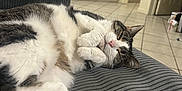 Emre joined the competition — help win amazing prizes! cat, feline, pet, sleeping, cozy, cushion, striped, indoor, home, kitchen, white_cabinets, tile_floor, relaxed, furry, paw, pink_nose, tabby, domestic_animal, resting, cute