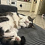cat, feline, pet, sleeping, cozy, cushion, striped, indoor, home, kitchen, white_cabinets, tile_floor, relaxed, furry, paw, pink_nose, tabby, domestic_animal, resting, cute