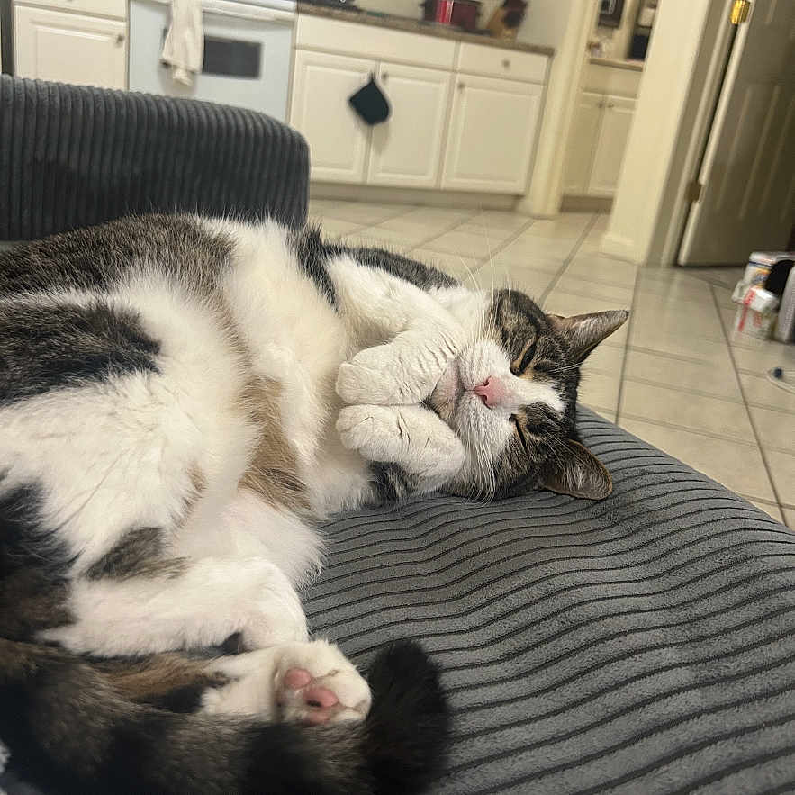 Emre joined the competition — help win amazing prizes! cat, cozy, cushion, cute, domestic_animal, feline, furry, home, indoor, kitchen, paw, pet, pink_nose, relaxed, resting, sleeping, striped, tabby, tile_floor, white_cabinets
