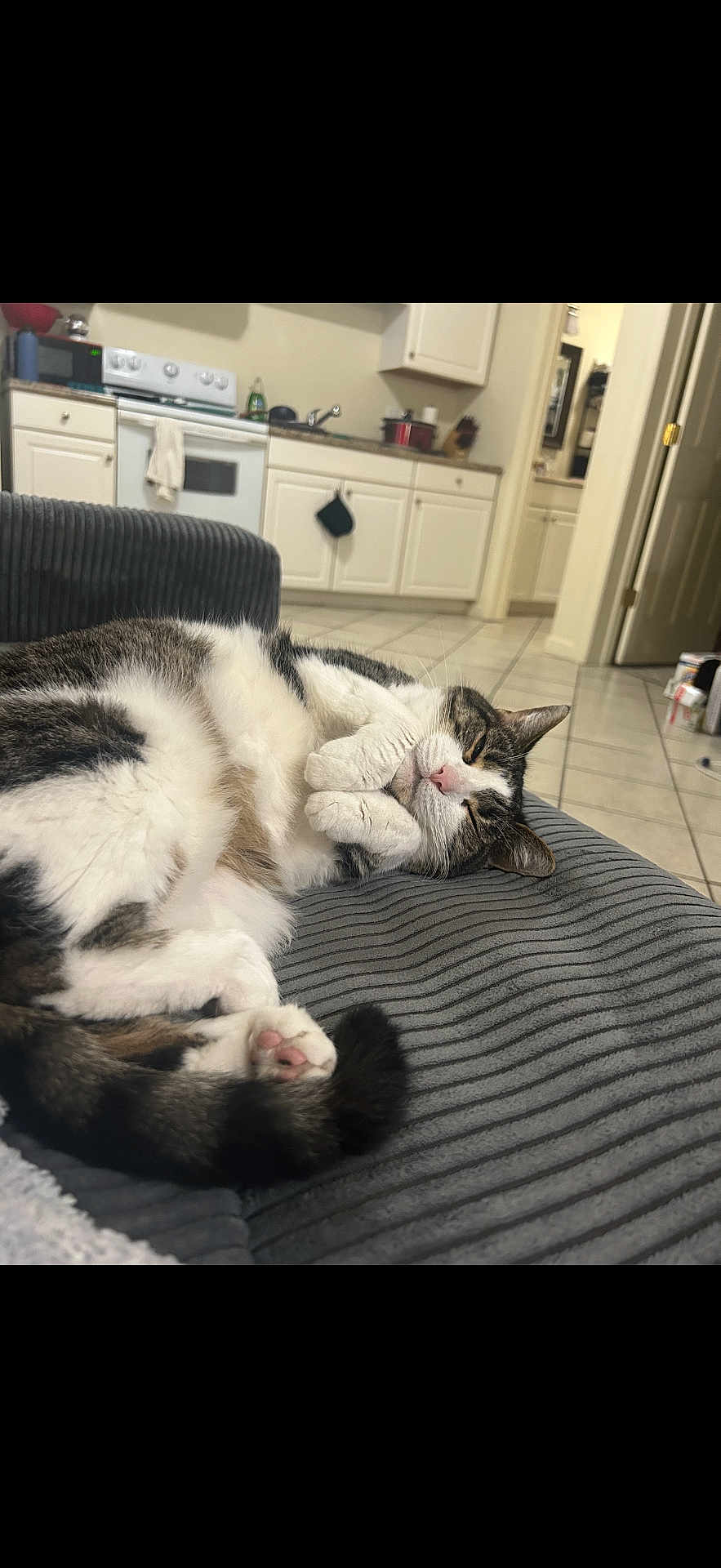 Emre joined the competition — help win amazing prizes! cat, feline, pet, sleeping, cozy, cushion, striped, indoor, home, kitchen, white_cabinets, tile_floor, relaxed, furry, paw, pink_nose, tabby, domestic_animal, resting, cute