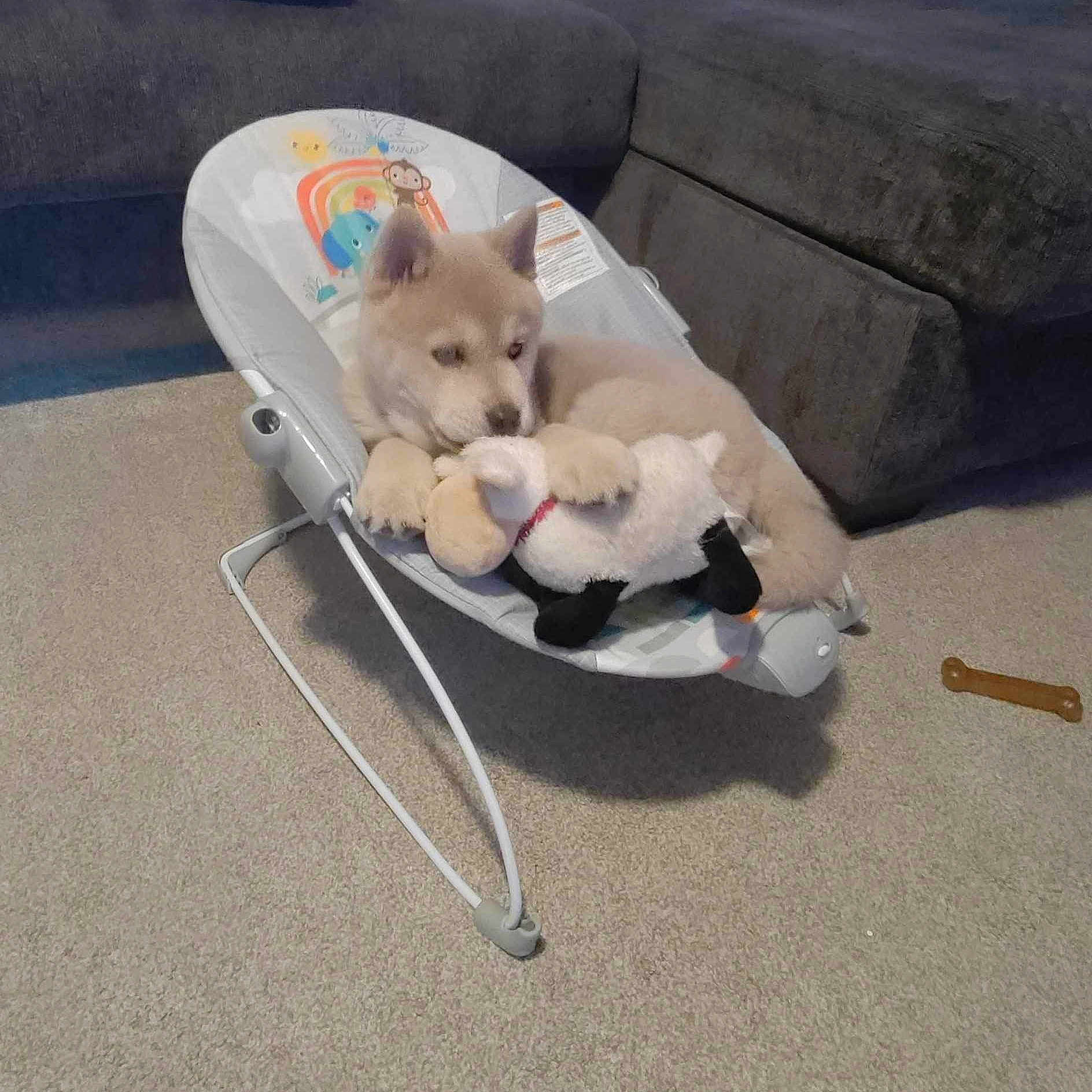 Bear joined the competition — help win amazing prizes! baby_carriage, baby_products, bag, carnivore, chair, collar, comfort, companion_dog, dog, dog_breed, dog_supply, fashion_accessory, fawn, leash, luggage_and_bags, outdoor_furniture, pet_supply, stuffed_toy, tail, working_animal