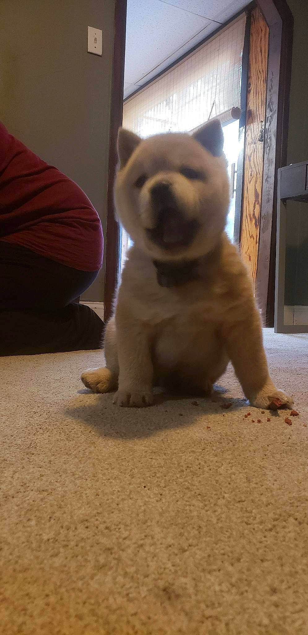 Bear is registered to the contest to win money with this photo: canidae, carnivore, cat, comfort, companion_dog, dog_breed, eye, fawn, felidae, flooring, foot, fur, hardwood, paw, small_to_medium_sized_cats, snout, tail, terrestrial_animal, whiskers, wood