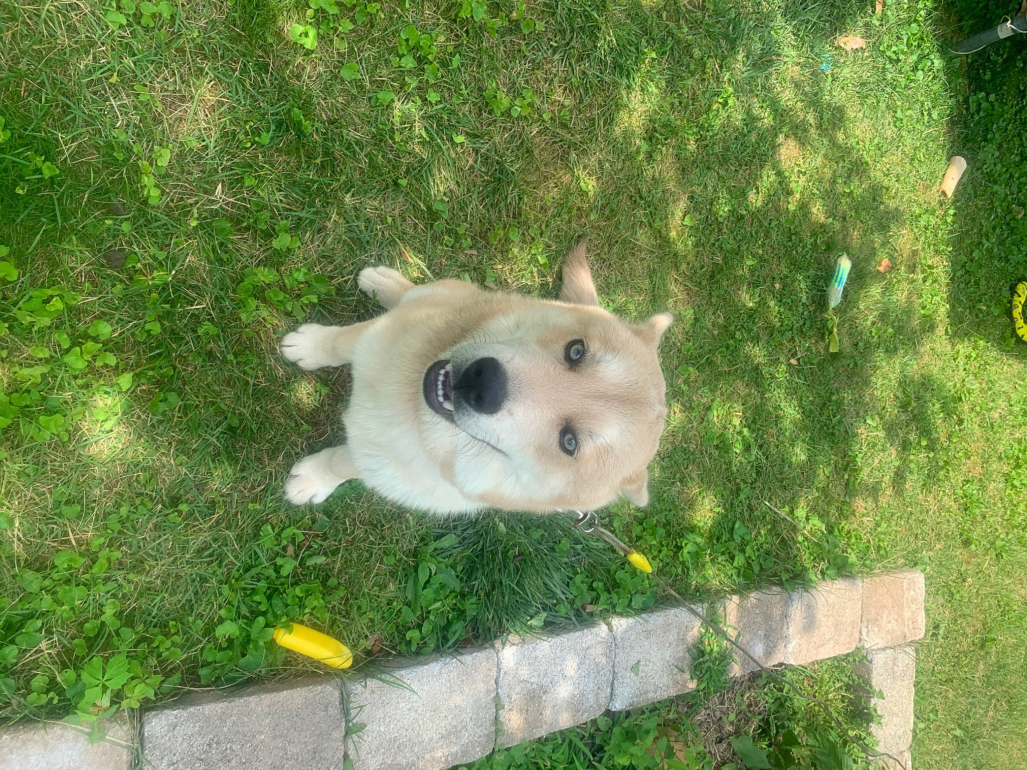 Bear joined the competition — help win amazing prizes! ball, carnivore, companion_dog, dog_breed, fawn, fence, football, fur, garden, grass, grass_family, grassland, lawn_ornament, plant, snout, stuffed_toy, terrestrial_animal, toy, trunk, wood