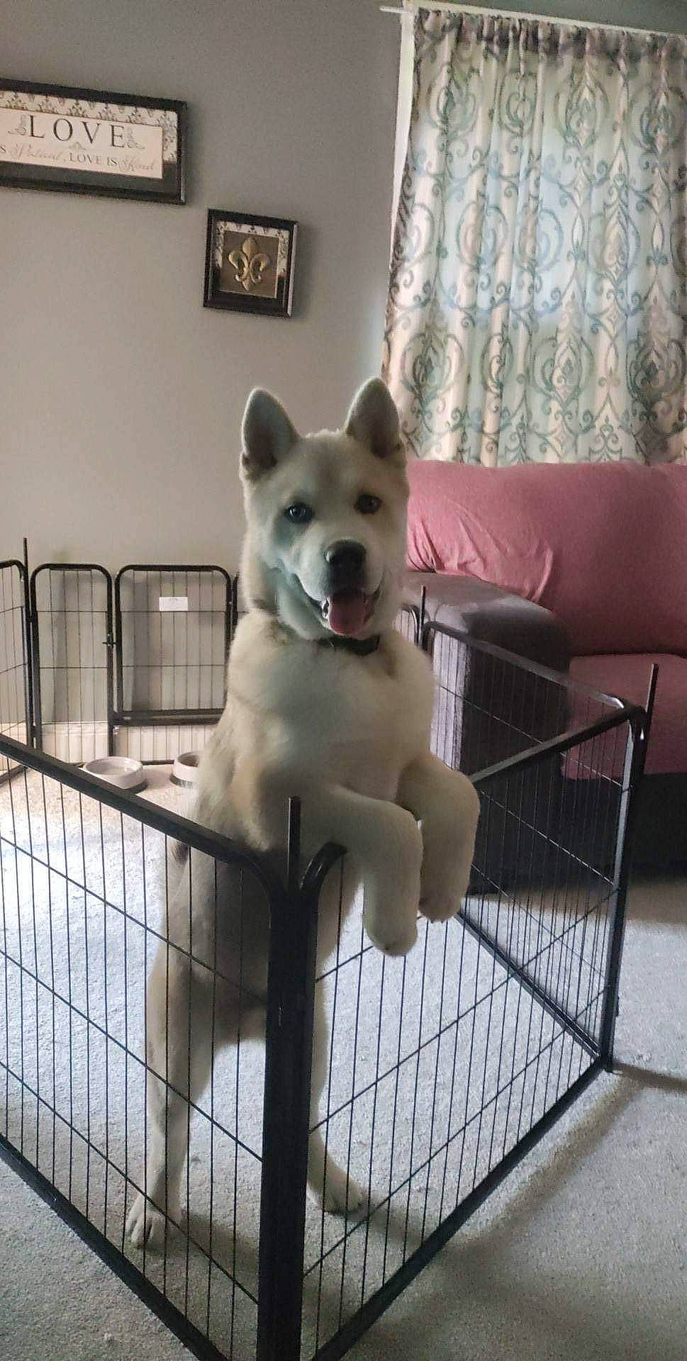 Bear is registered to the contest to win money with this photo: canidae, carnivore, comfort, companion_dog, curtain, dog, dog_breed, fawn, fence, flooring, fur, mammal, mesh, pet_supply, picture_frame, room, snout, sporting_group, tail, tree