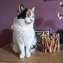 animal, calico, calm, candle_holder, cat, cozy, decor, domestic, feline, flower, fur, indoor, looking_away, pet, purple_wall, sitting, still_life, table, whiskers, wood
